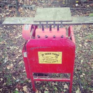 Our First Chicken Harvest Image